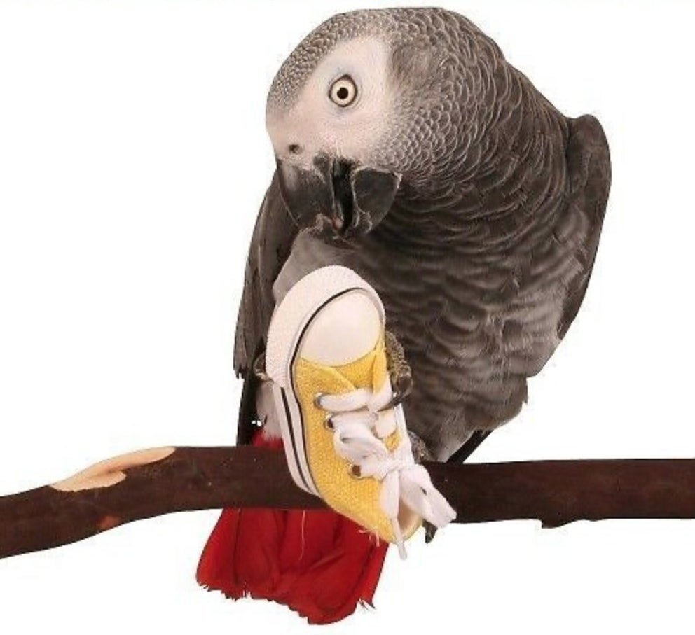 Grey bird playing with yellow shoe toy