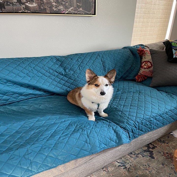 A corgi sits on a sofa with a blue sofa cover on