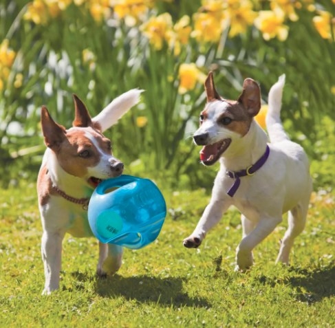 Two dogs playing with the toy