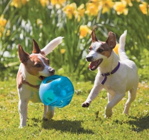 Two dogs playing with the toy