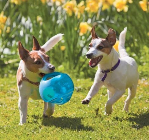 Two dogs playing with the toy