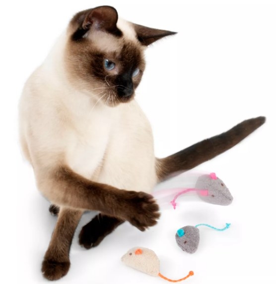 A cat playing with the toys