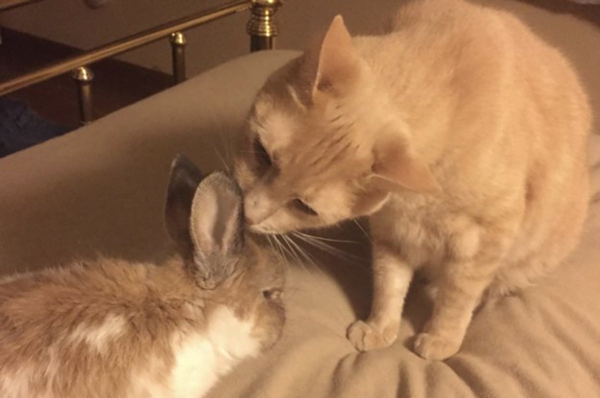 猫はいじわる という概念を覆す天使キャットたち 9選 猫はいじわる という概念を覆す天使キャットたち 9選