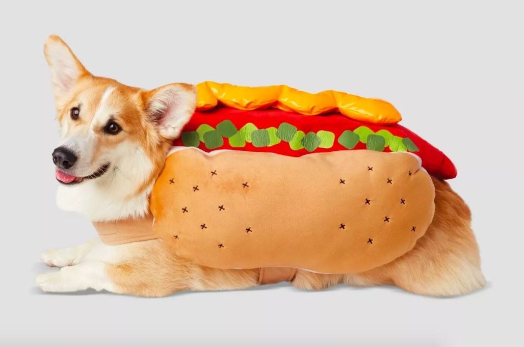Dog wearing hot dog costume.