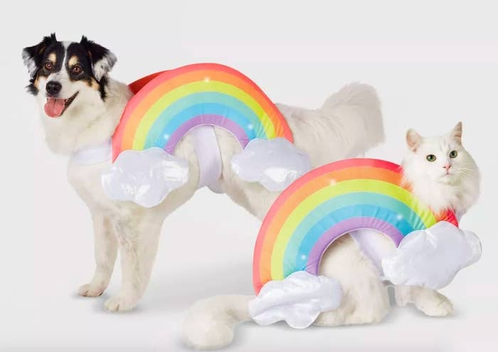 Cat and dog wearing rainbow costumes.