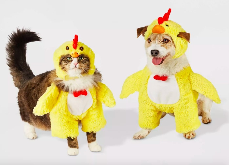 Dog and cat wearing chicken costume.