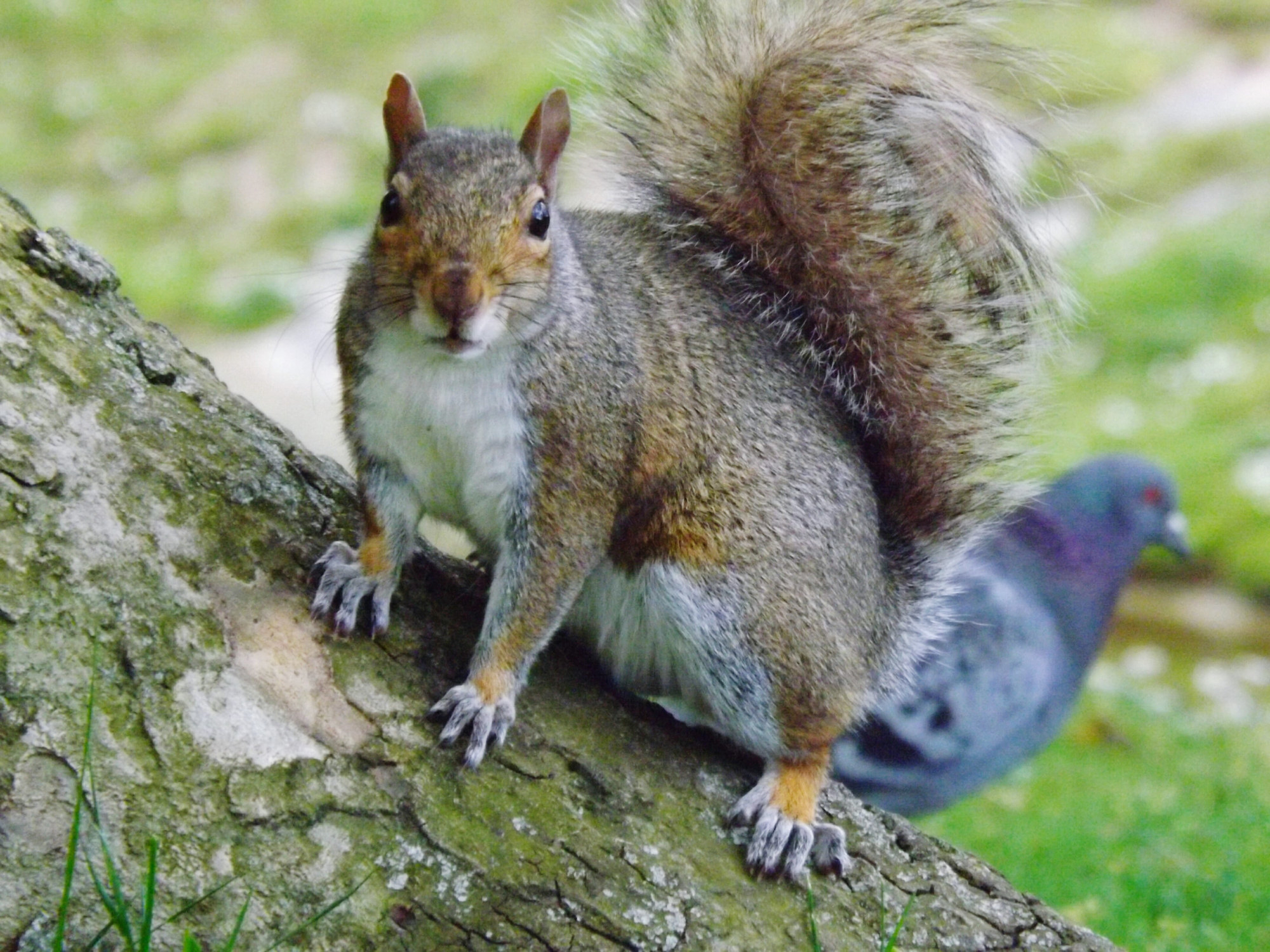Close-up of a squirrel on a tree bark