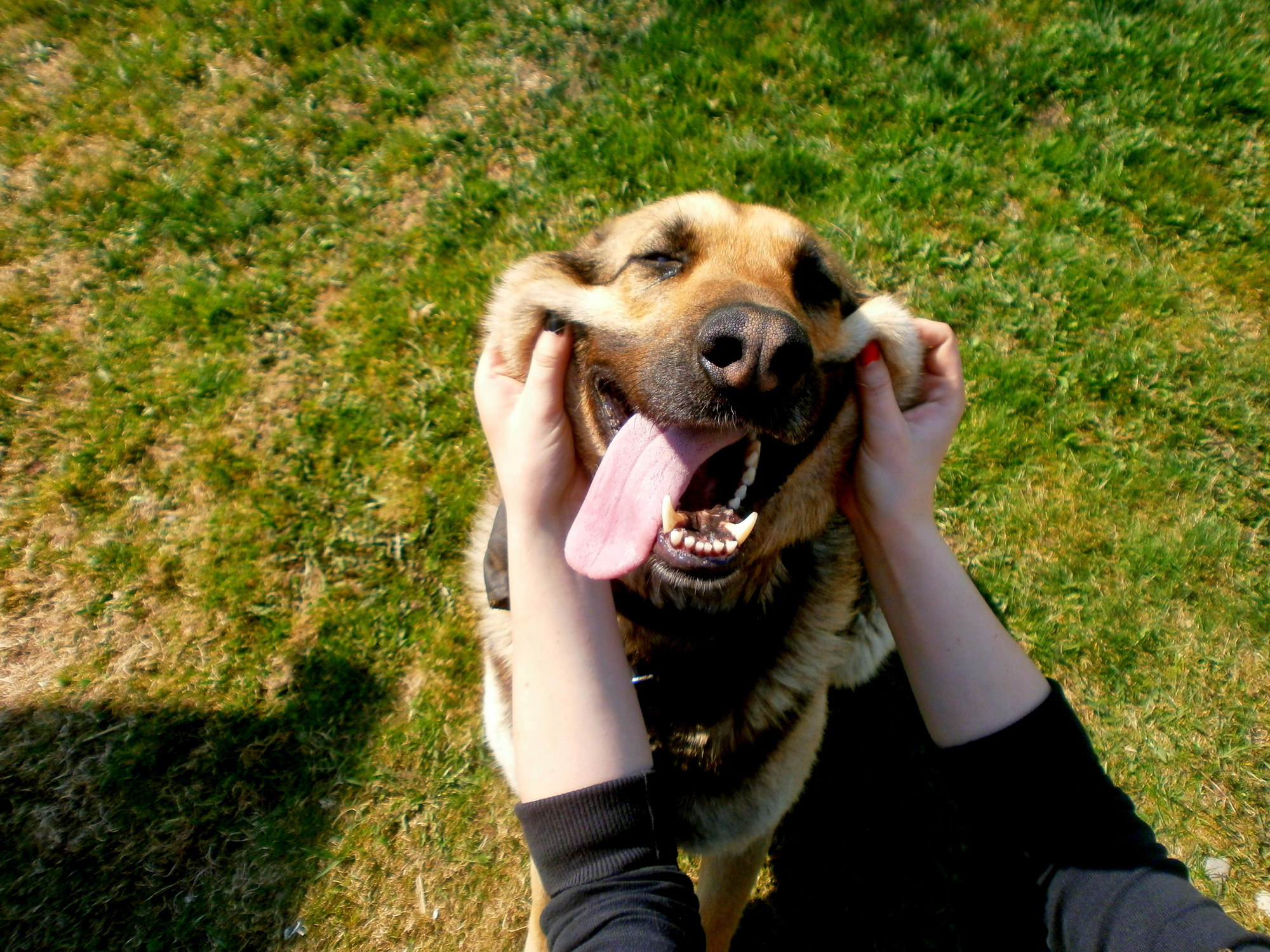Happy dog on the grass with their tongue out and a person holding their cheeks in a smile