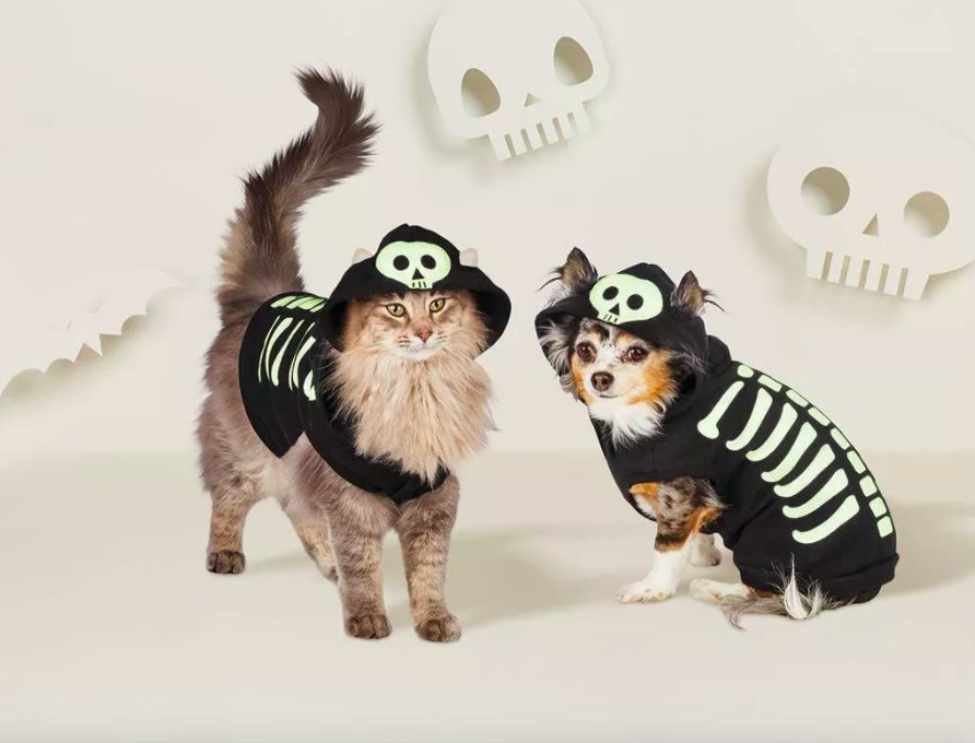 Dog and cat wearing costumes.
