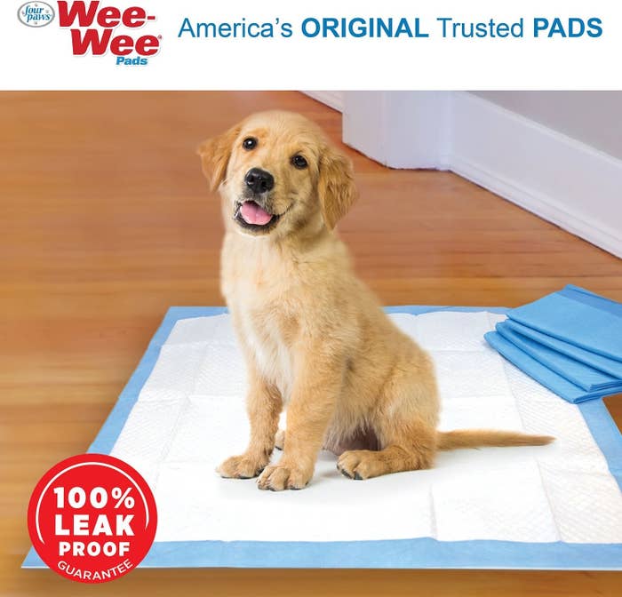 Puppy enjoying the absorbent dog pee pads