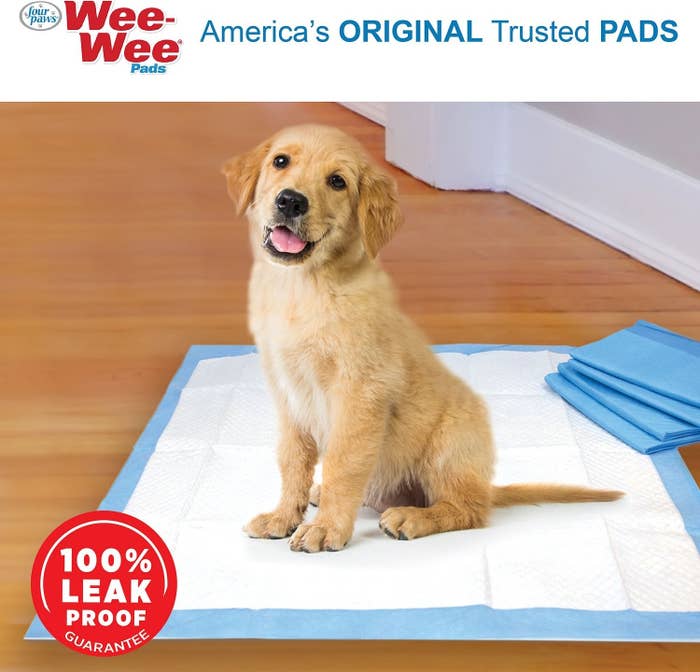 Puppy enjoying the absorbent dog pee pads