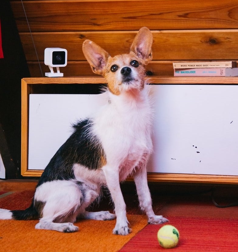 The Wyze pet camera