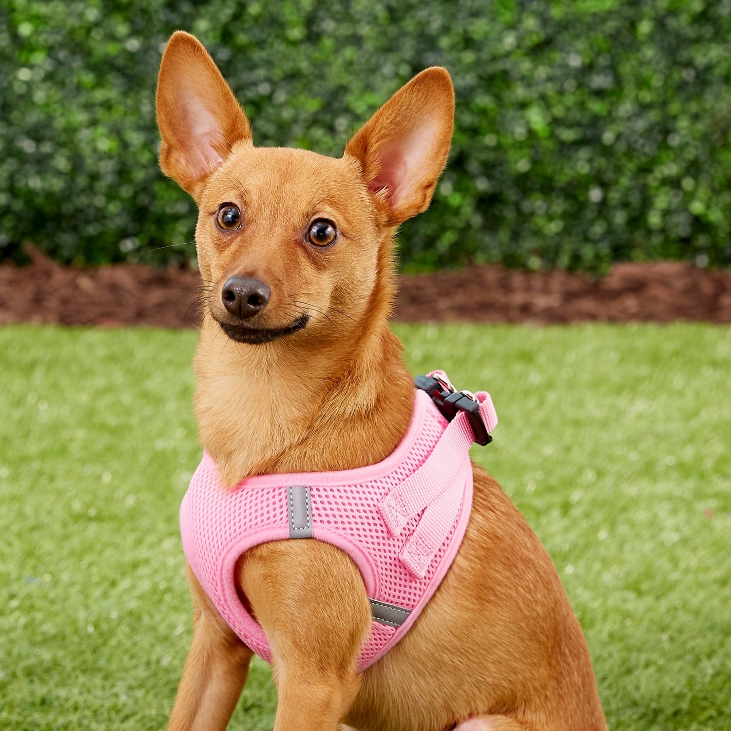 Dog enjoying the pink soft vest strap harness