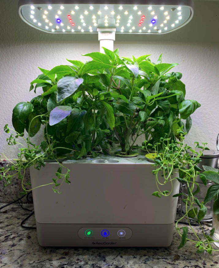Reviewer&#x27;s AeroGarden on their counter with tons of fresh herbs that have grown