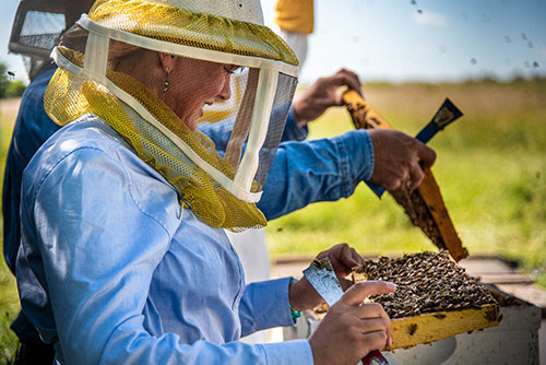 Two beekeepers examine a beehive
