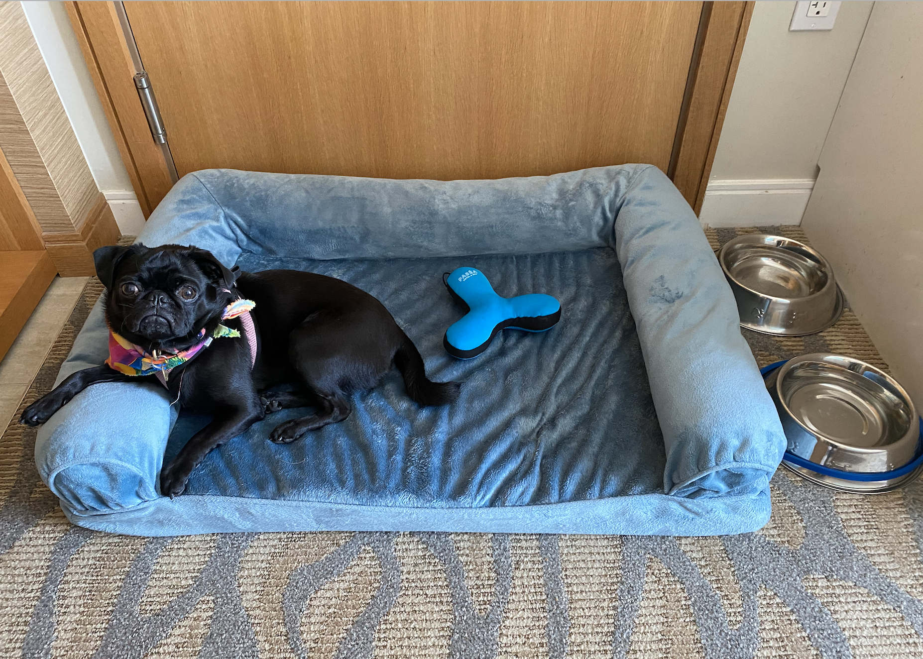 Phoebe lying in her dog bed, provided by the hotel