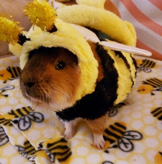 Reviewer&#x27;s photo of a guinea pig wearing the bee costume