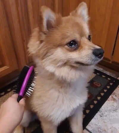 Reviewer&#x27;s photo of the pet brush
