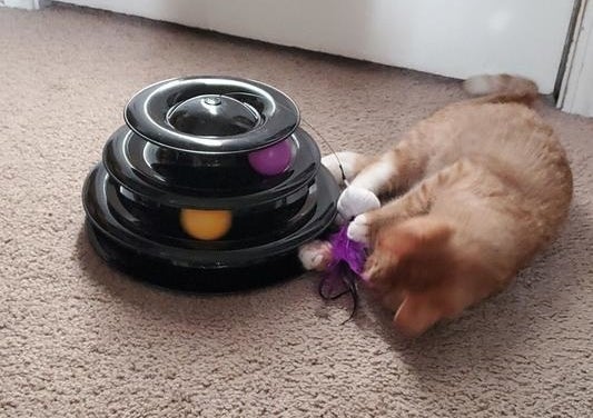 Reviewer&#x27;s photo of the cat toy