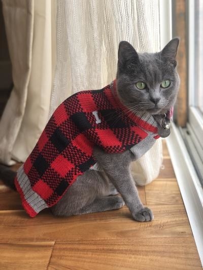 Reviewer&#x27;s photo of a cat wearing the sweater