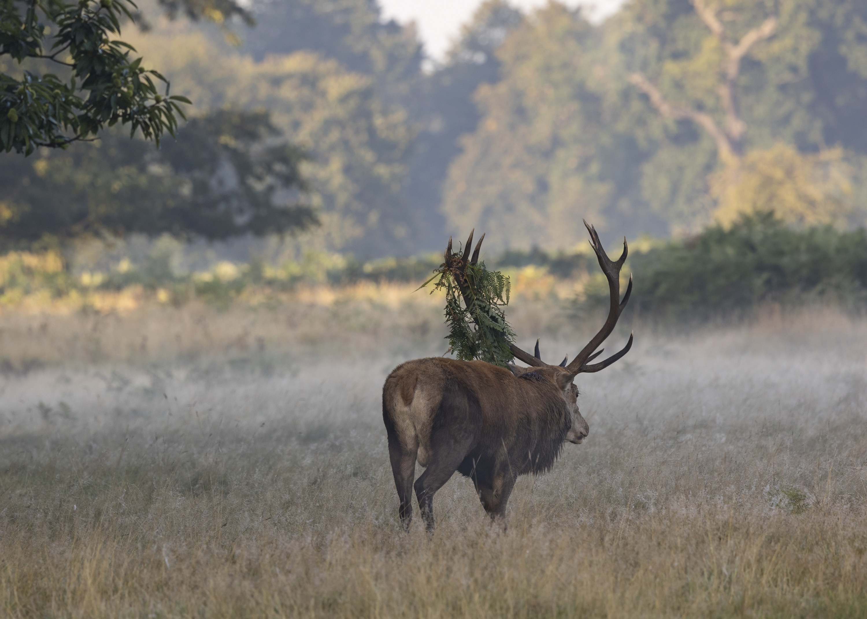 Red deer stag grazing.