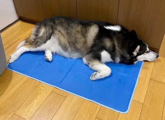 reviewer photo of dog laying on mat