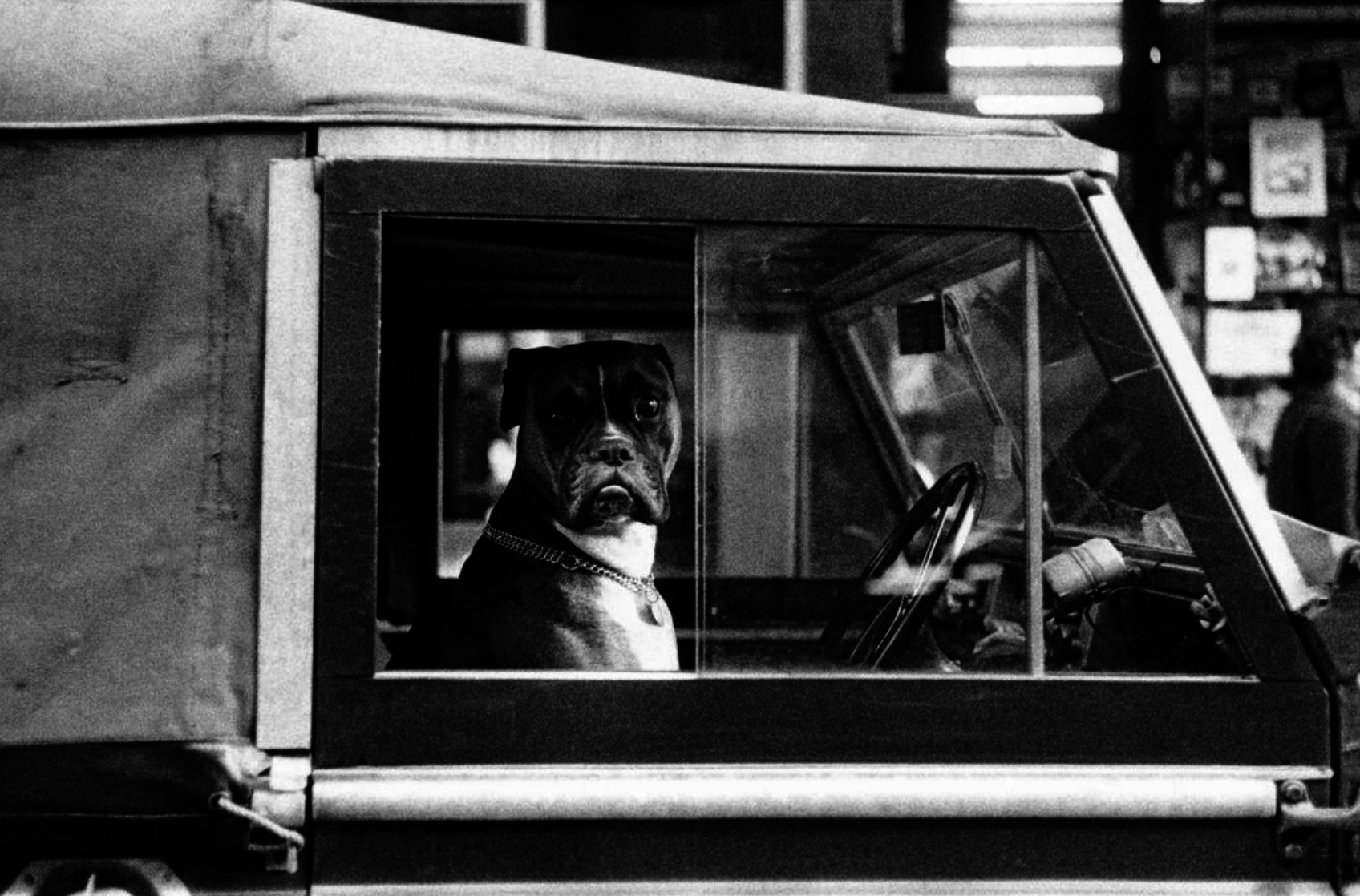 Dog seen sitting in the front seat and looking out the window of an older car