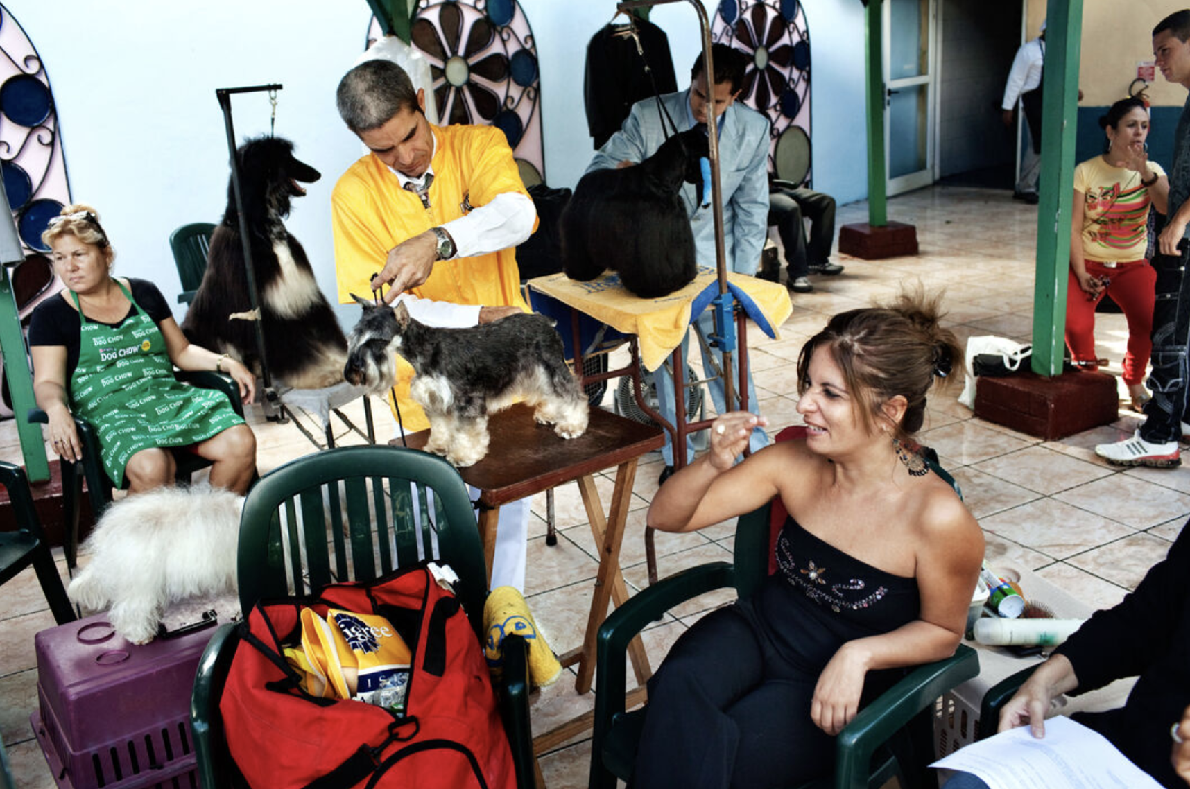 Behind the scenes view of dogs being groomed for competition