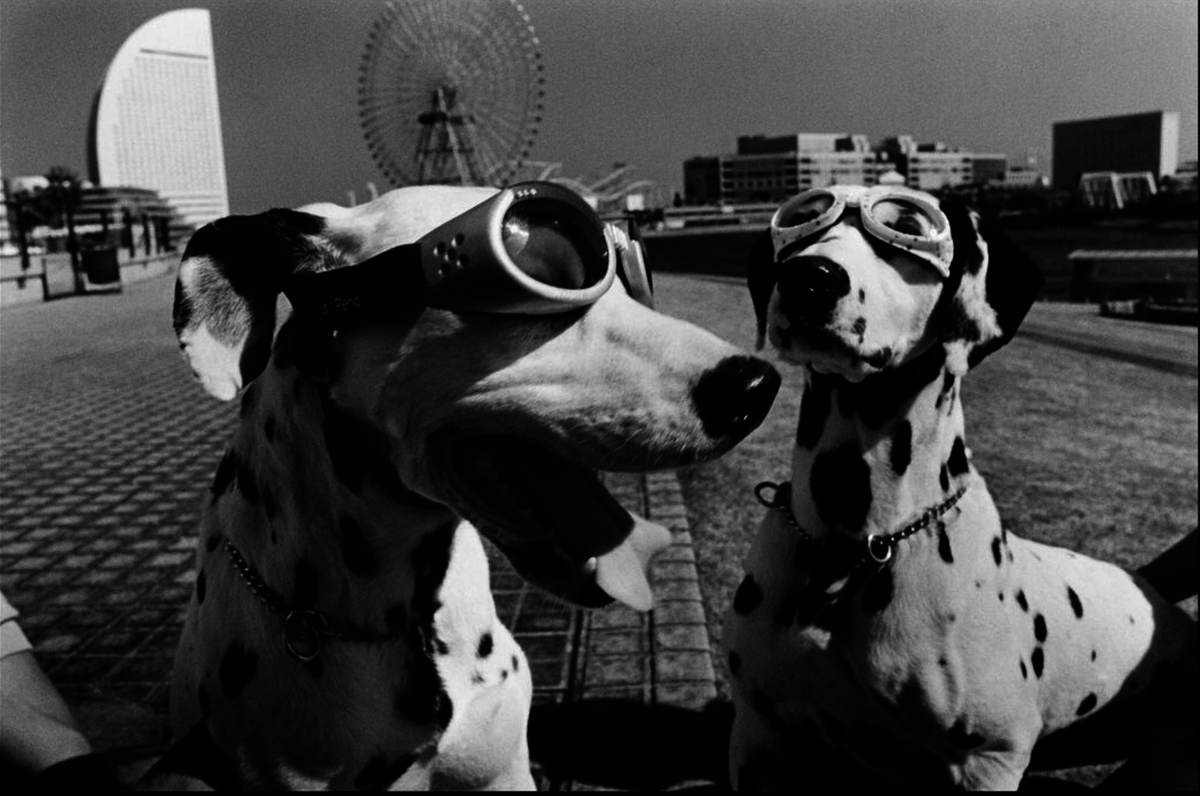Two black and white dogs seen at the carnival wearing goggles