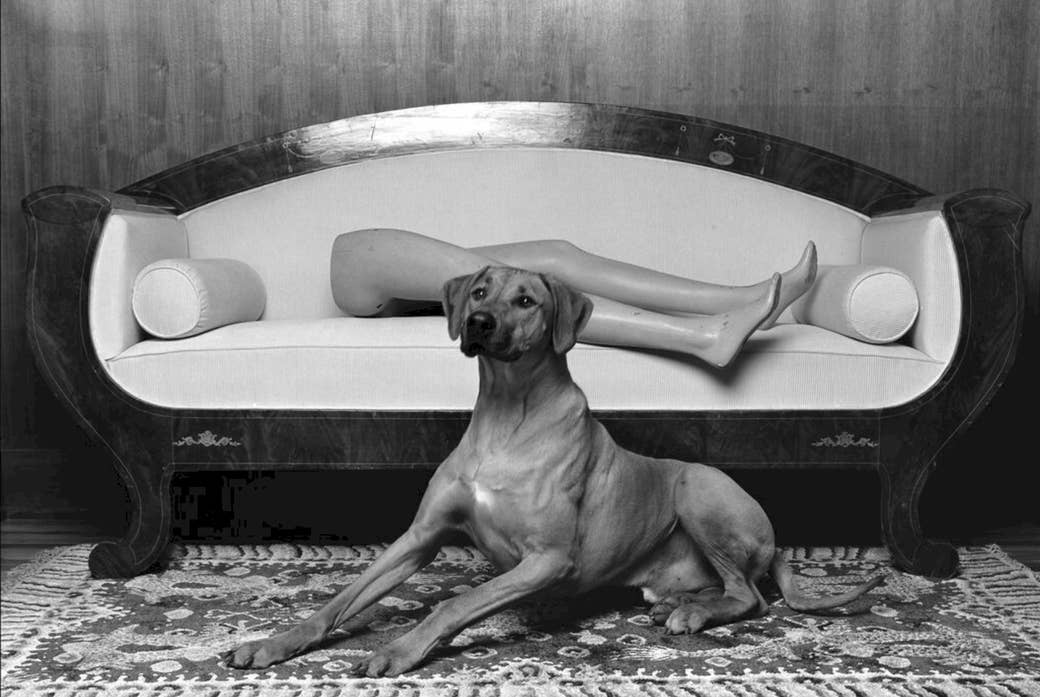 Black and white photo of a dog in front of a sofa and mannequin leg