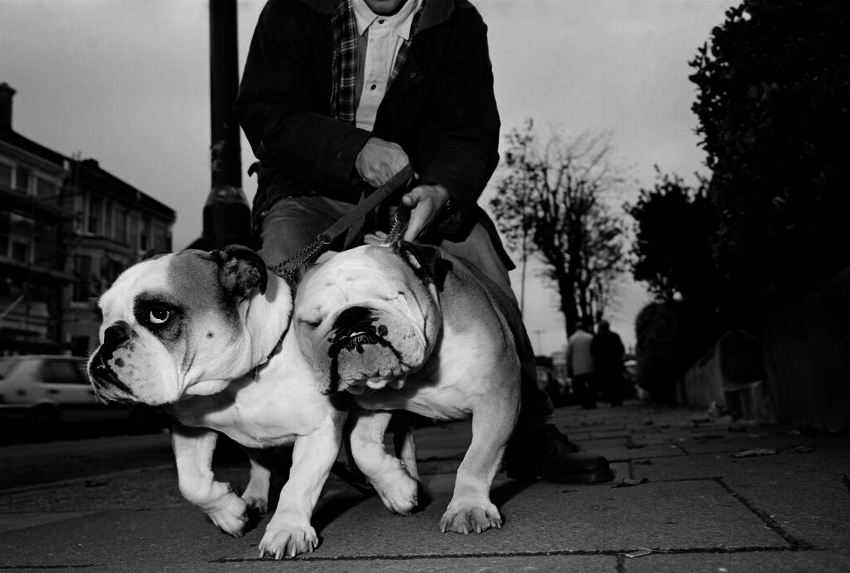 Two bulldogs seen pulling on a leash as they take a walk