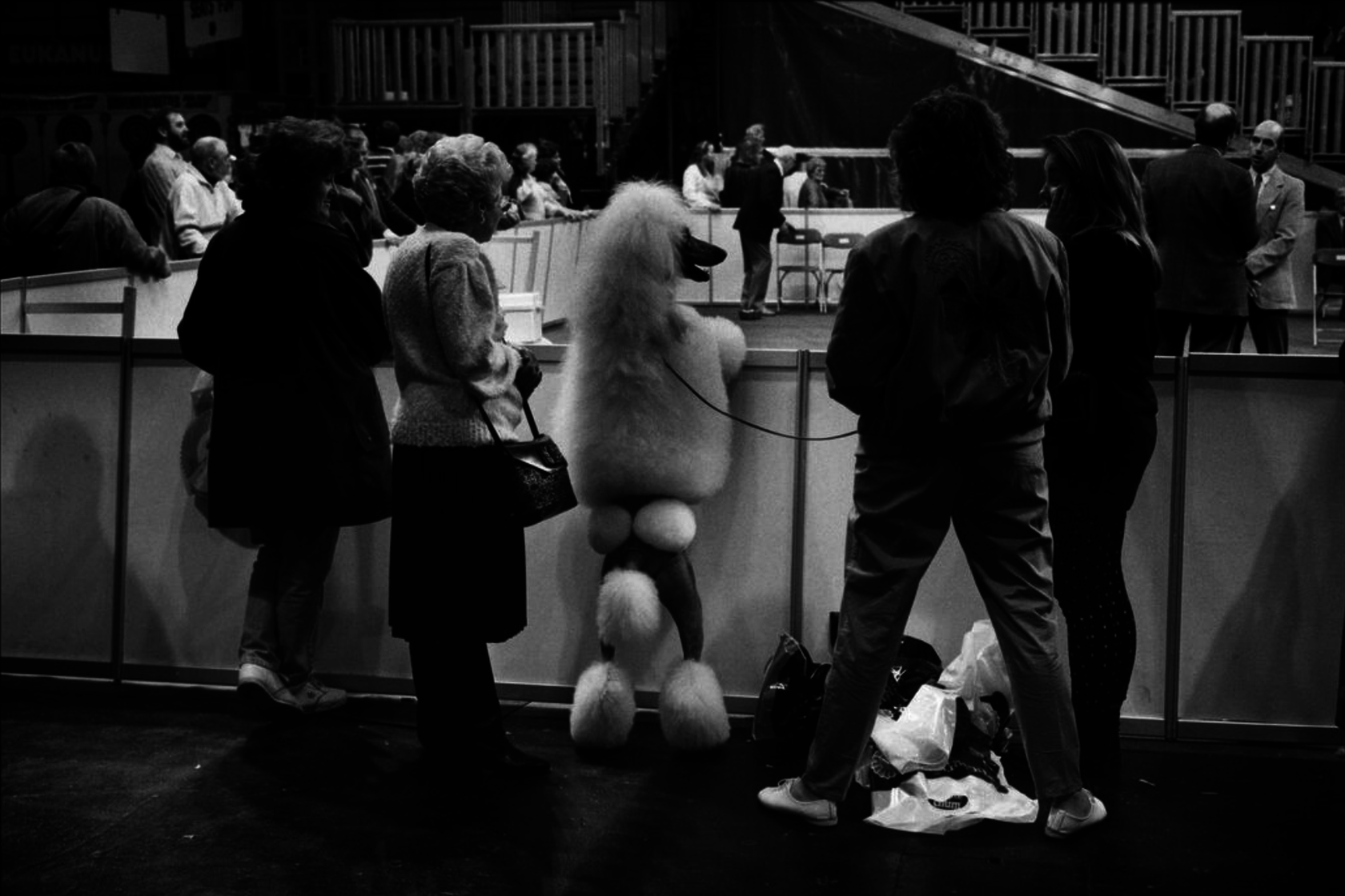 Black and white photo of a large poodle standing up high to view a dog show competition