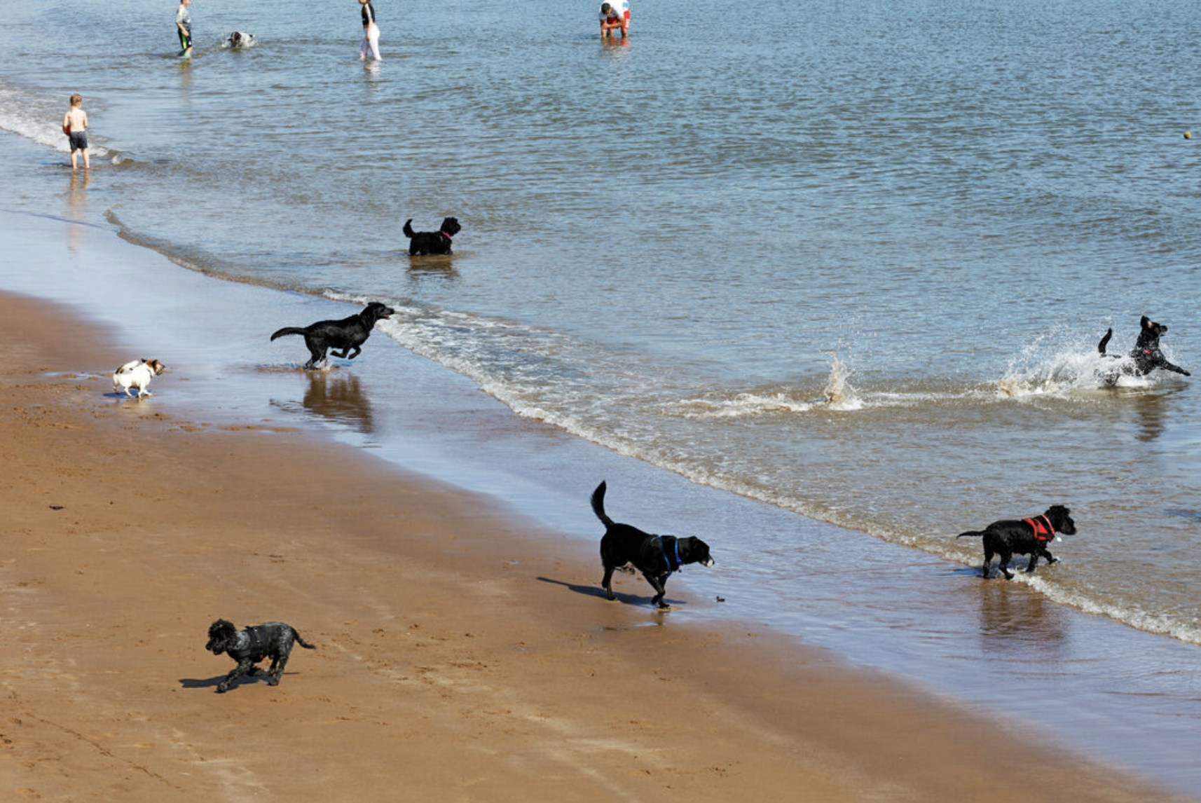 Dogs seen running freely on the beach enjoying the water