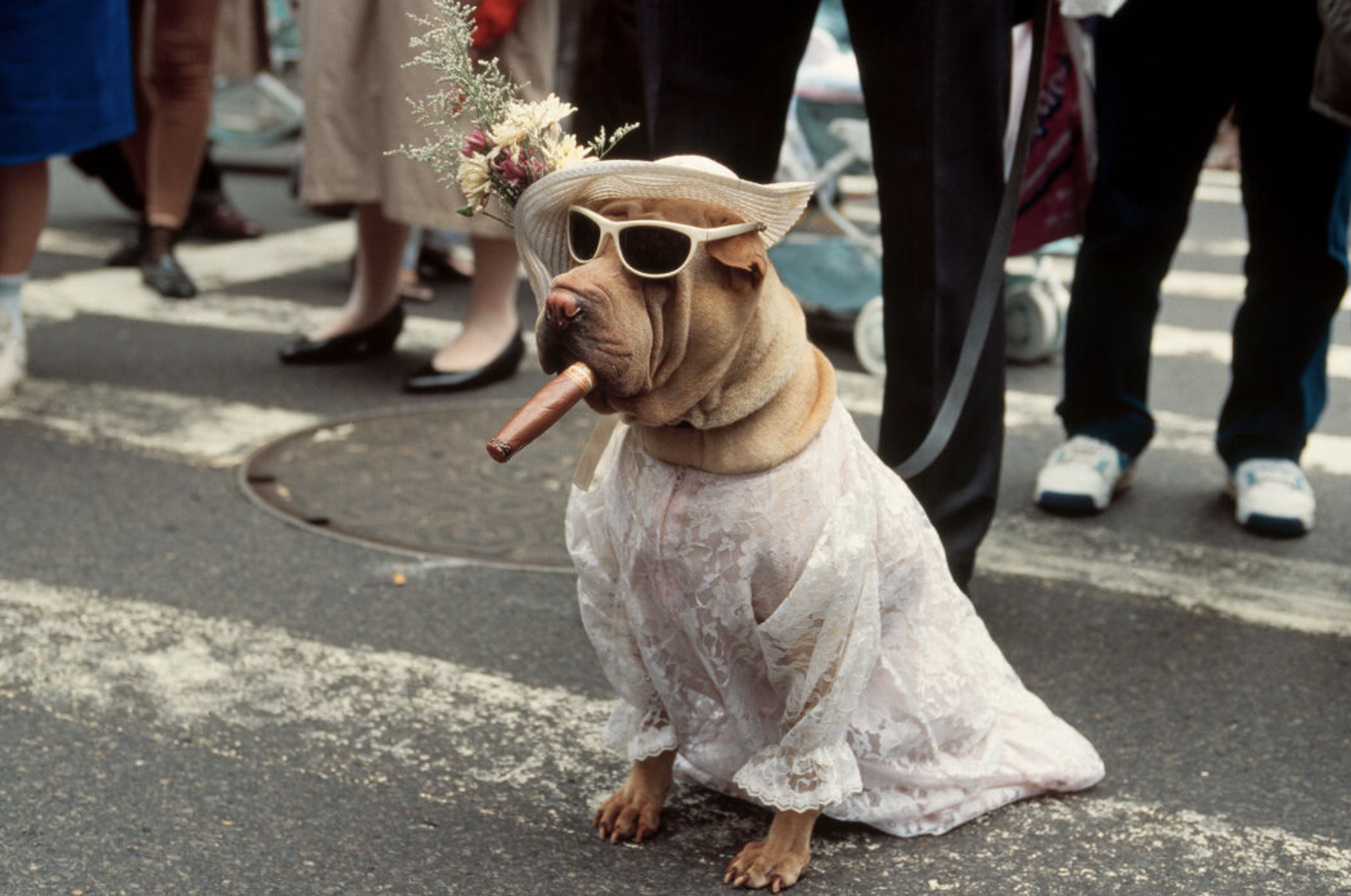 Dog standing in a crosswalk wearing sunglasses, dress and holding a cigar in mouth