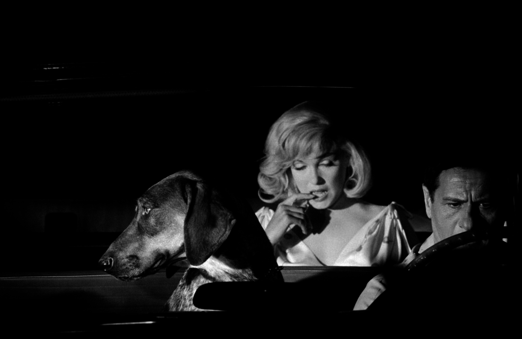 Candid view of a dog sitting in a car with actress Marilyn Monroe and actor Eli Wallach