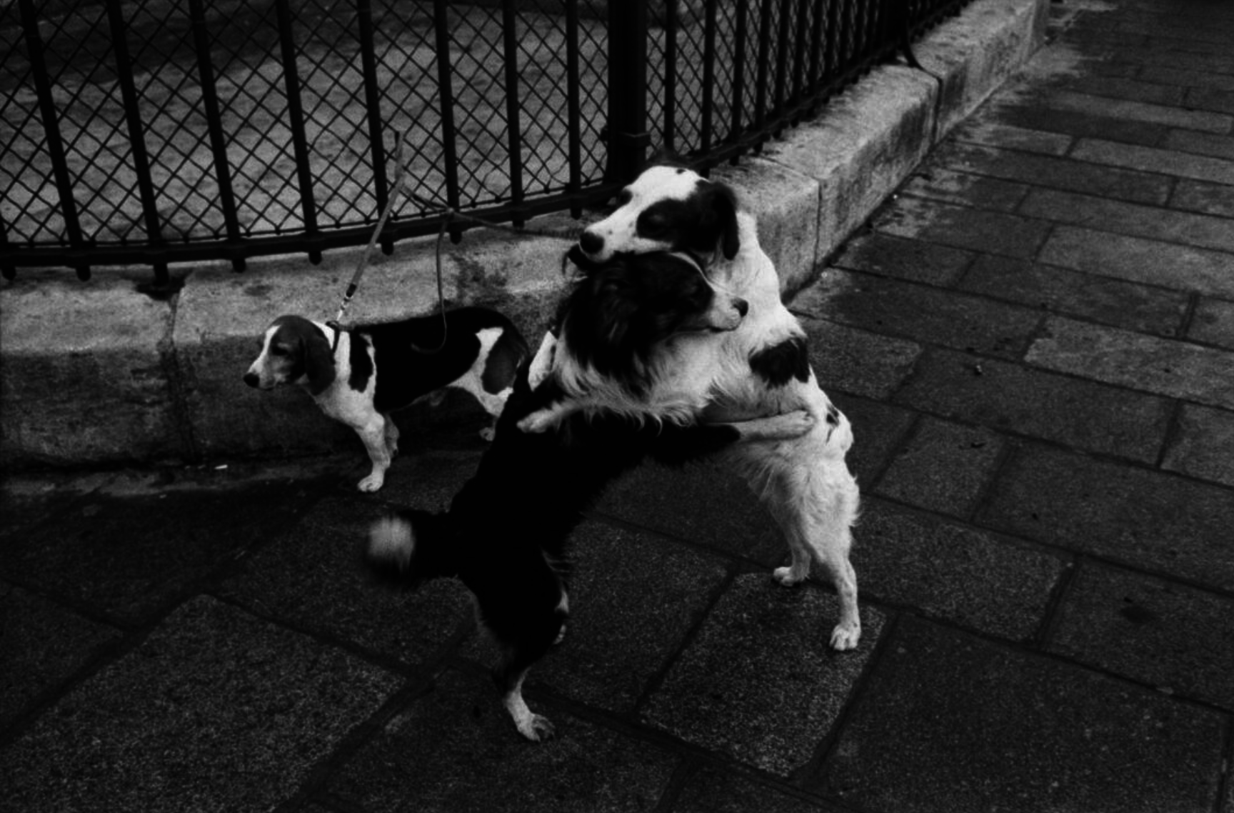 Two dogs seen hugging and one small dog stands in the background