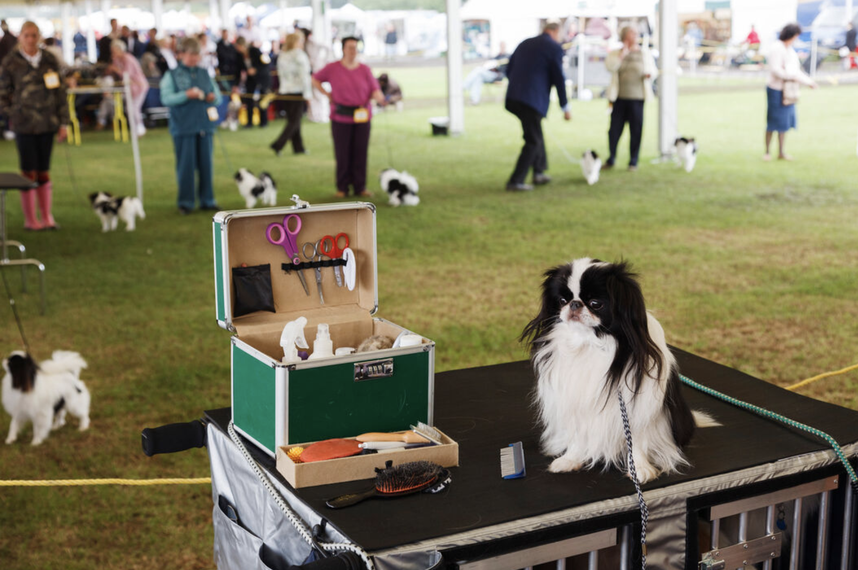 Black and white Chin dog sits on a tabletop awaiting his groomer at a competition