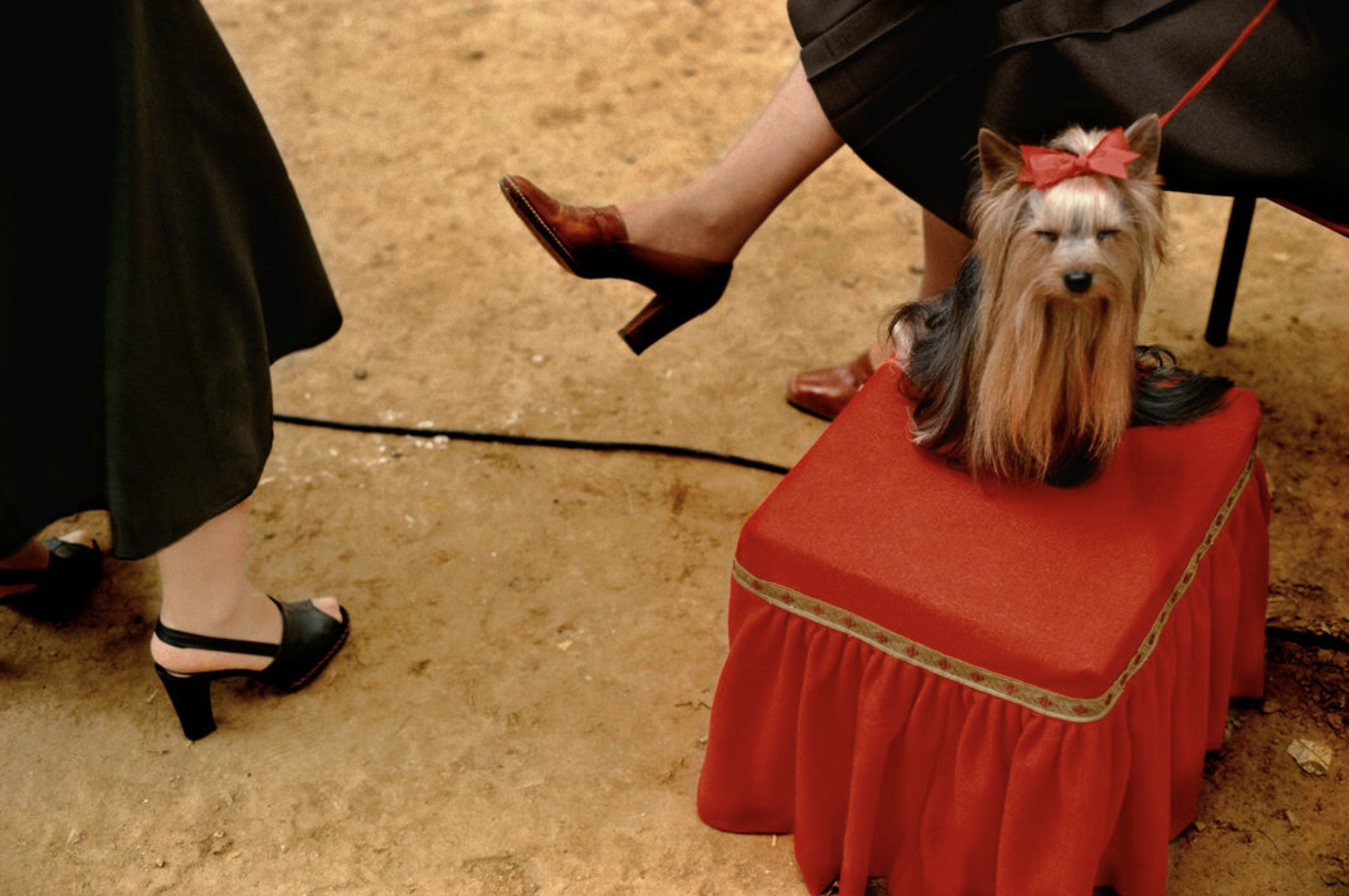 Candid view of a small dog sitting on a red ottoman next to two women in high heels