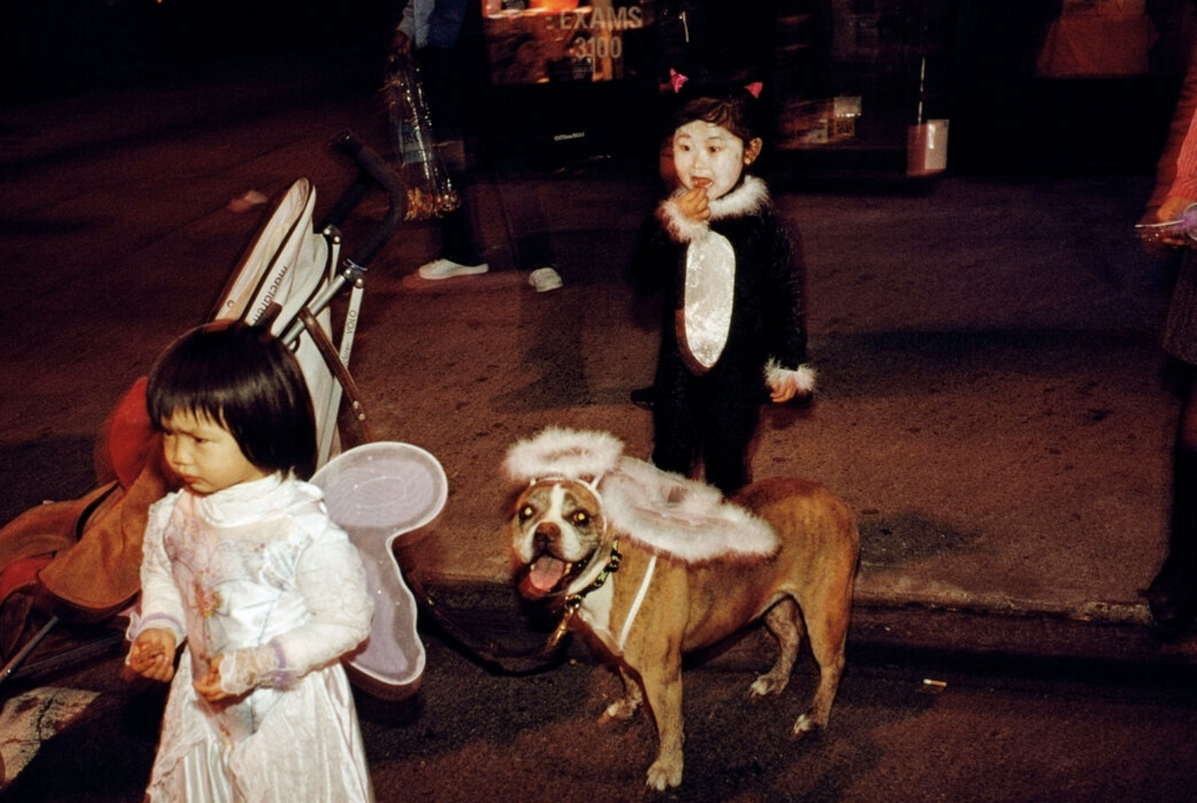 Dog seen in a Halloween costume with wings and halo