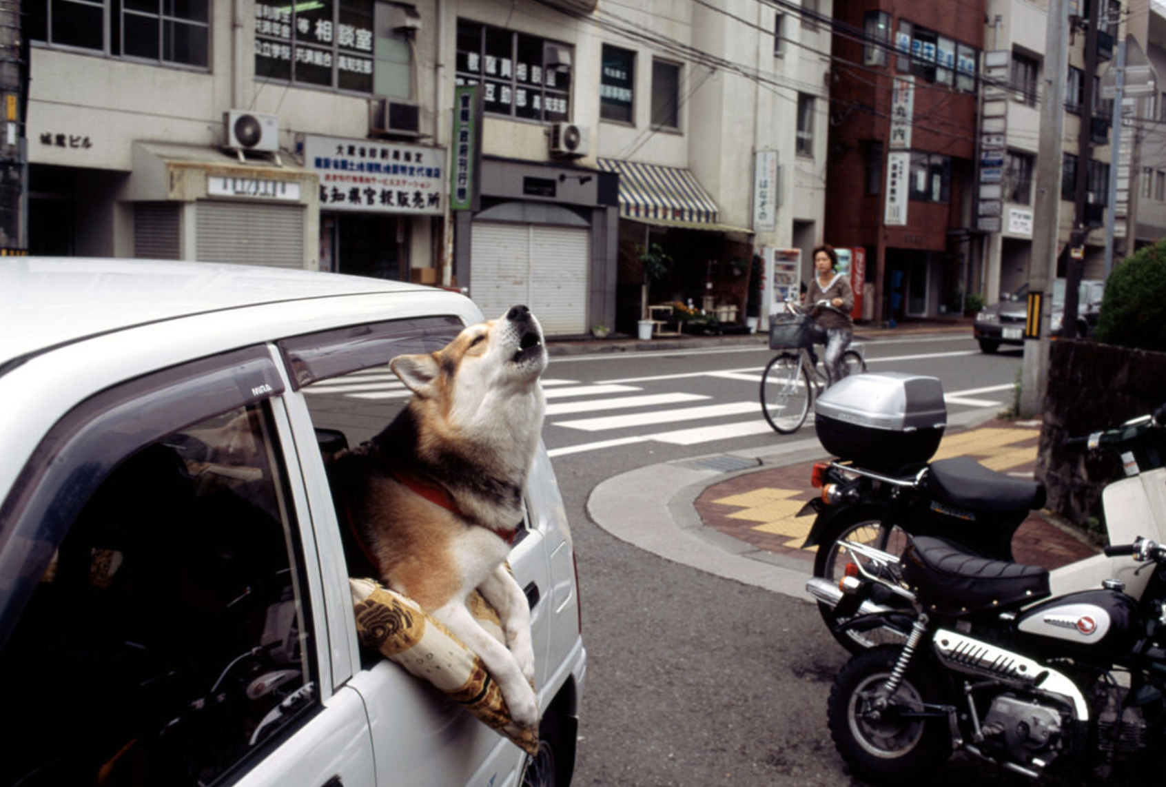 Dog is seen howling out the window of a car as he rides in a car on the street of Japan