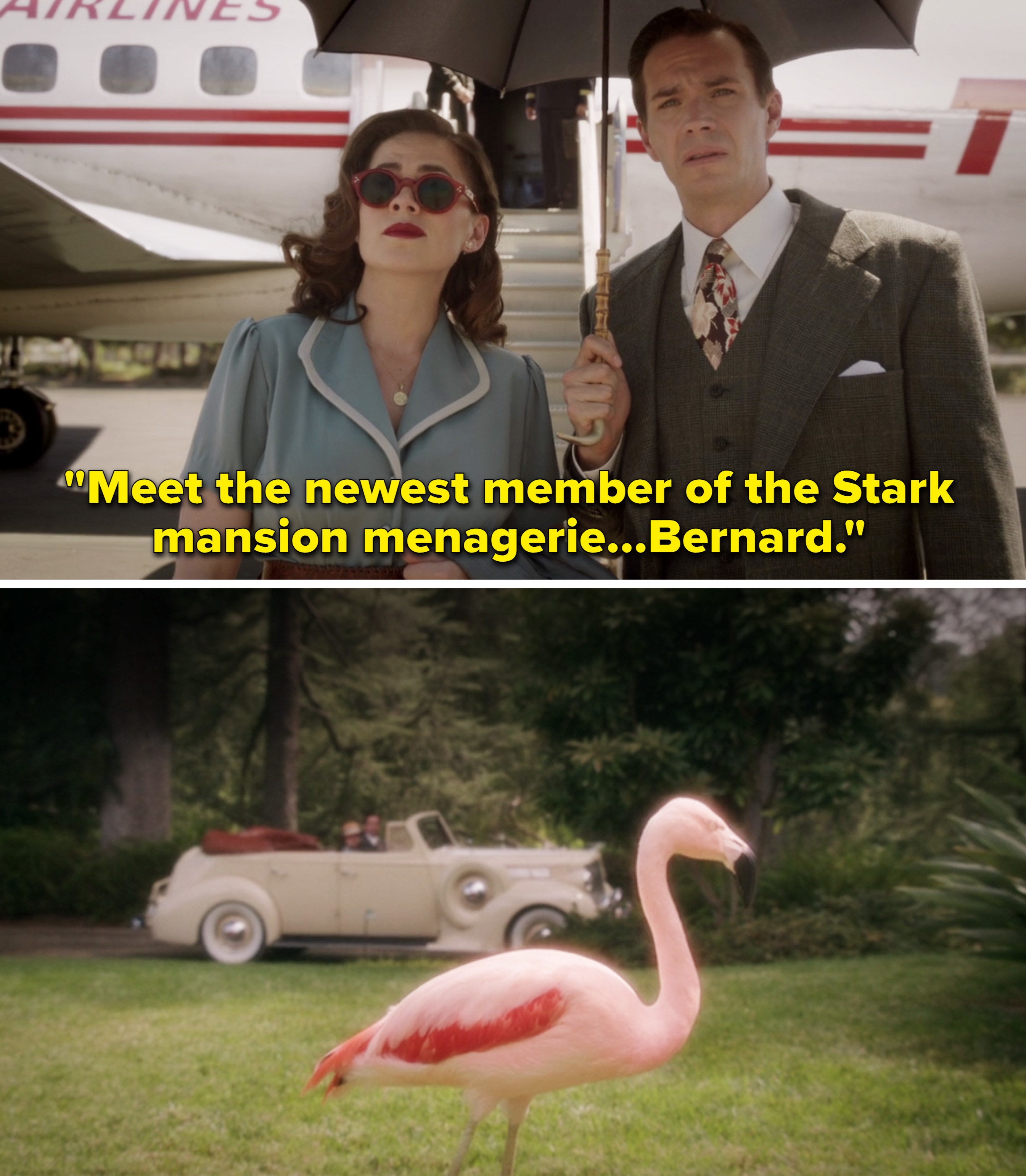 Jarvis introducing Peggy to Bernard the flamingo