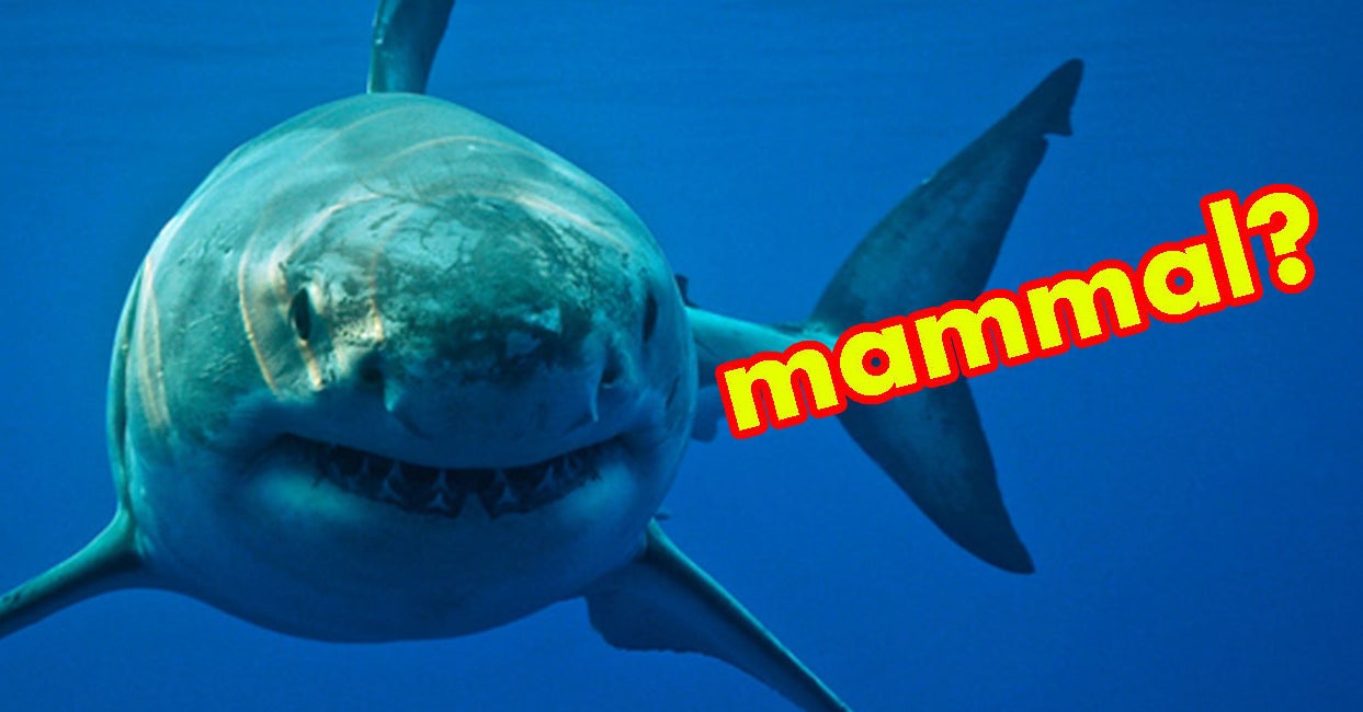 This Animal Trivia Quiz Gets Hard Really Quickly