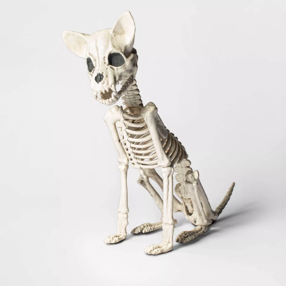 Skeleton chihuahua