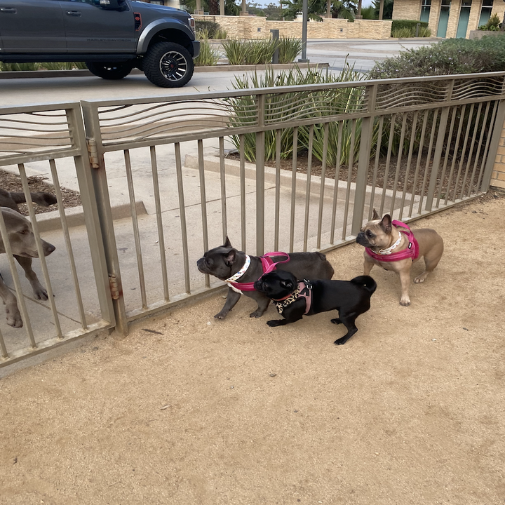 Phoebe and the French bulldogs greeting another dog in the dog park