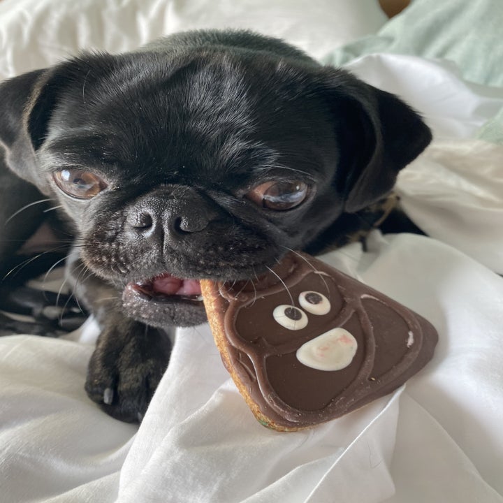 Phoebe eating a pop emoji-shaped dog cookie