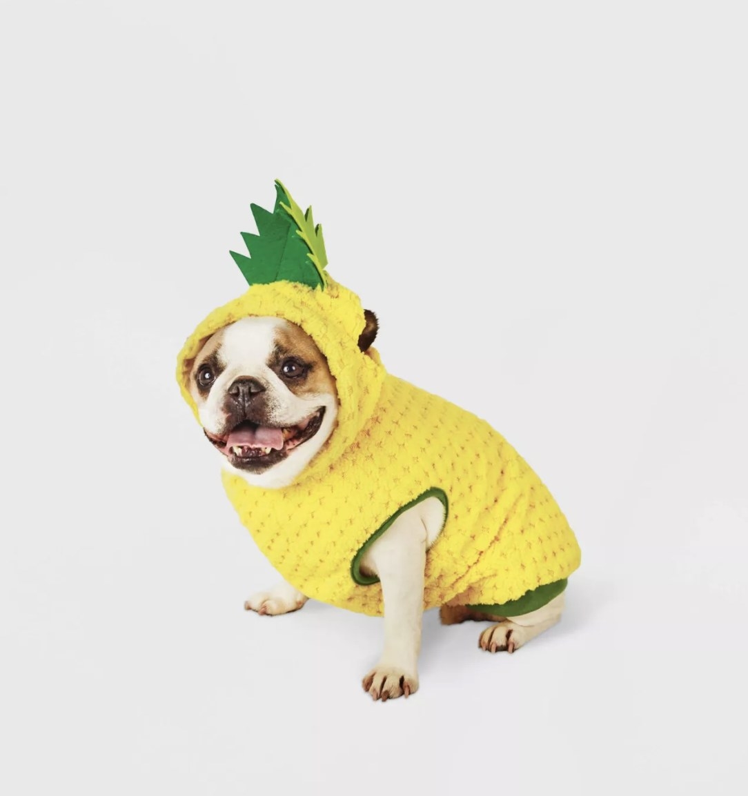 A small bulldog is wearing the fuzzy yellow pineapple outfit with green accents and a green crown