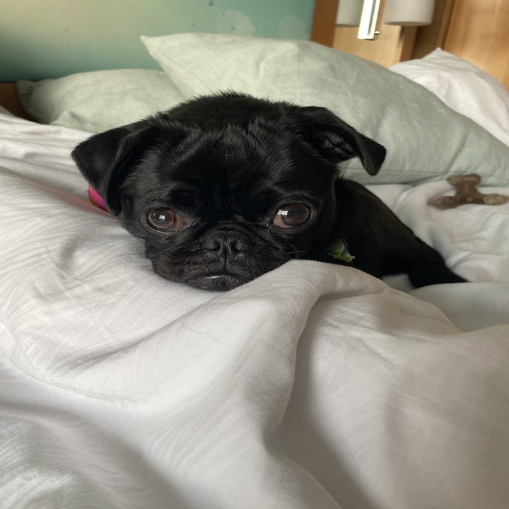 Phoebe snuggled up in the hotel bed