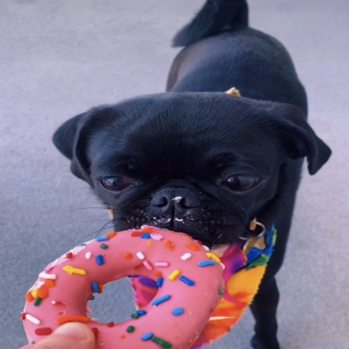 Phoebe eating a pink doggy donut