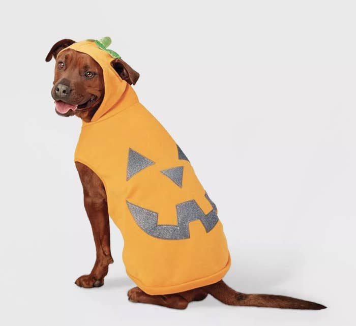 A deep brown and orange colored dog is wearing a jack-o'-lantern orange hoodie with a green stem and silver face