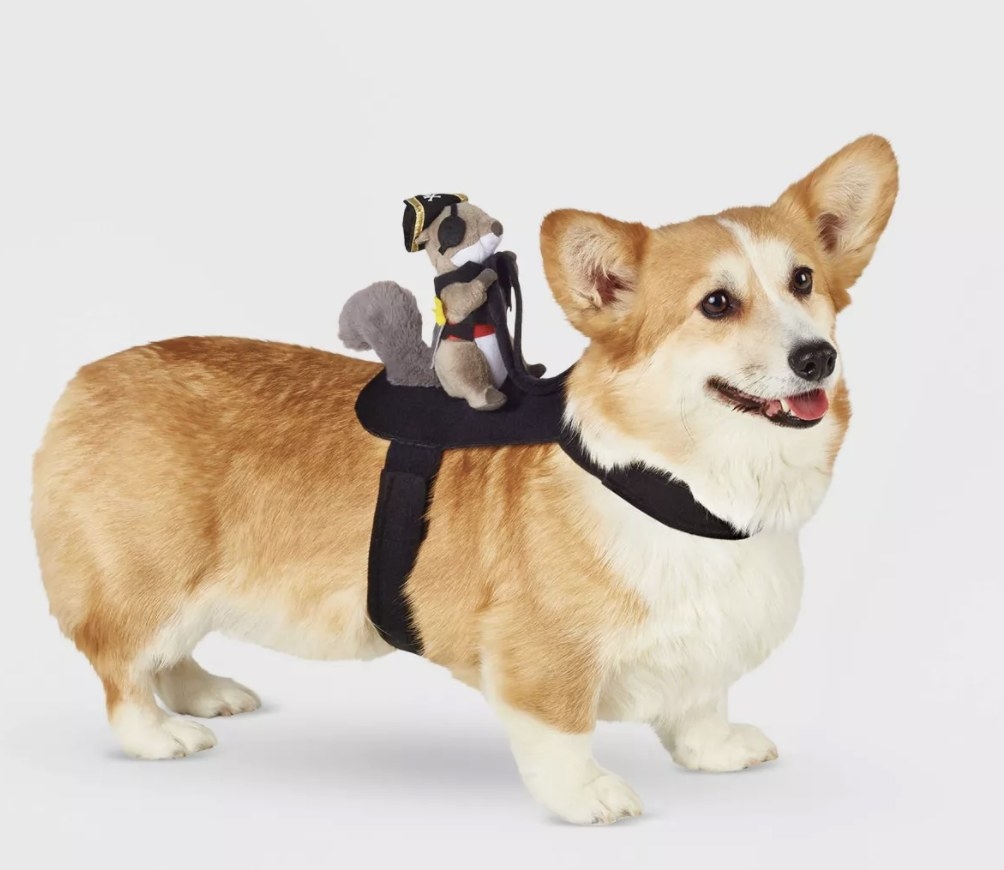 Dog wearing the squirrel-riding costume